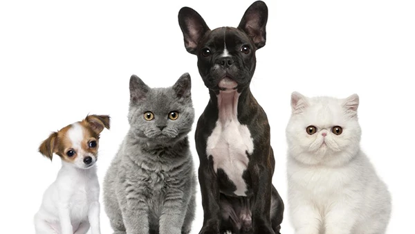 Animal Reiki Practitioner Certification (Download)