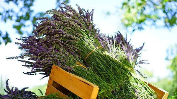 Mark Perren-Jones - Aromatherapy- Using Essential Oils For Natural Living (5 CE) (Download)