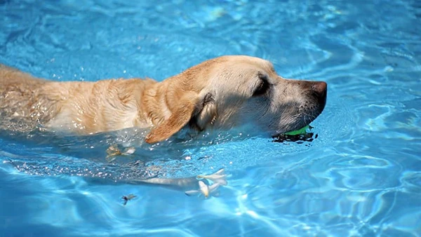 Melanie Monteiro - Dog CPR, First Aid + Safety for pet pros + dedicated owners (Download)