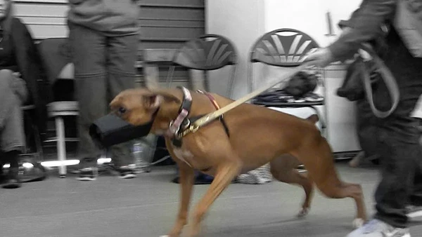 Ian Dunbar - Growl Class - A Workshop Demo for Reactive Dogs (Download)