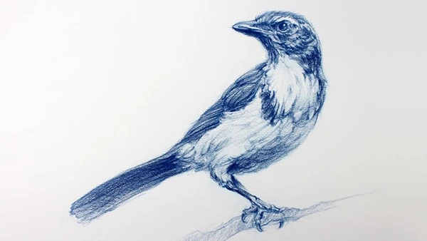 The Art & Science of Drawing / BASIC SKILLS (Download)